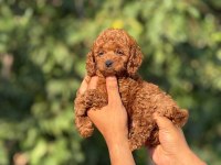 Kore Toy Poodle Bebekler