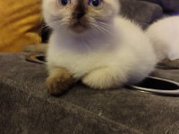 ÇOK OYUNCU Scottish / British fold Blue point Yavrular