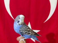 KONUŞAN DİŞİ MUHABBET KUŞU ELE KOLA ALIŞKIN SAĞLIKLI