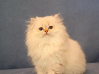 Ny2533 Dişi British Longhair