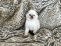 Rengarenk scottish fold bebekler