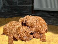 Safkan Kore Toy Poodle Red-Brown
