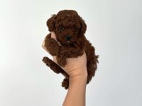 Toy Poodle Yavrularımız Ruhsatlı Köpek Çiftliğinden