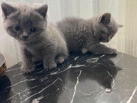 British shorthair yavrular gönderim mevcut