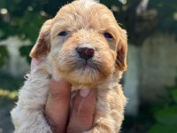 DUNYA TATLISI MALTİPOO MİNİKLER