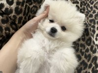 Pomeranian Dişi Üst Kaliteli