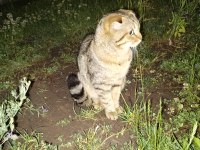 Scottish Fold 1,5 Yaşında