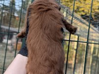 Red brown maltipoo yavrum