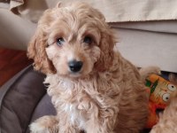 antialerjenik tüy dökmeyen cavapoo kızı