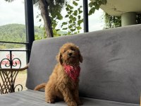Özel Irk Toy Poodle | Ruhsatlı Çiftlik