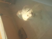 10 aylık maltipoo satılık