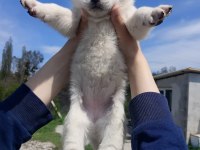 SAF HUSKY (SİBİRYA KURDU) UYGUN FİYATLI