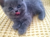 British shorthair ve İran kedisi