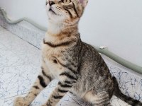 ÇOK ACİL SON 5 GÜNÜ KALDI TEKİR
