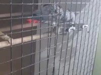 Çift anaç damızlık jako
