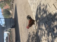 Satılık 2 yaşında horozlar
