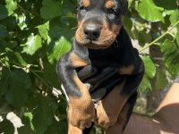 Kaliteli Doberman yavrular