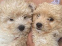 Harika Maltipoo bebekler