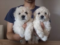 Sağlıklı Maltese Terrier