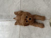 2 Aylık Dişi Toy Poodle