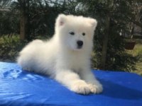 Irk ve Sağlık Garantili Samoyed Yavrularımız
