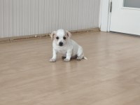 2 Aylık Yavru Bebek Chihuahua