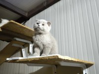 Sevimli scottish fold oğlumuz