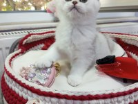 Safkan Şecereli Anne Babadan Yavru Kediler