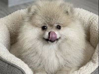 Pomeranıan Boo Orange Erkek