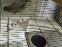 Albino Dişi Damızlık Sultan Papağanı