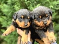 Irk Ve Sağlık Garantili Rottweiler Bebekler