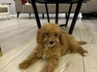 3 aylık dişi poodle
