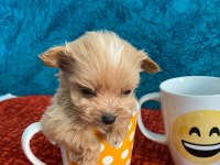 Cep Boy Maltipoo Yavrular
