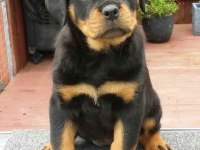 Macar Show Kalite Rottweiler Yavrular