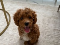 3,5 aylık toy poodle ped eğitimli