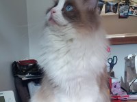 Safkan Ragdoll Bebekler