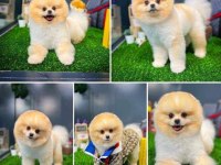 Resimdeki Köpeğimiz Pomun yavruları