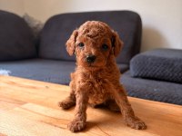 MUHTEŞEM GÜZELLİKTE TEACUP POODLE YAVRULARI