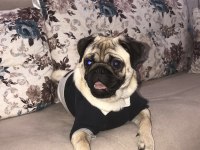 Eşleştirmek için erkek pug acil