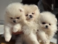 Çok özel tea cup pomeranian yavrularımız