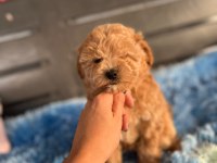 Anne Maltipoo Baba Toy Poodle Köpeğimiz