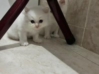Safkan beyaz 2 adet erkek british longhair yavrusu