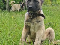 Üstün ırk kangal köpeği