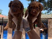 Kore toy poodle yavrularımız