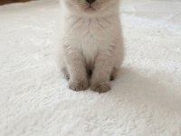 Scottish Fold Minnoşum
