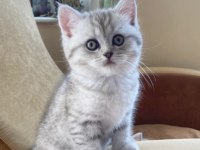British Shorthair Yavrular