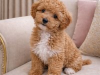 KÜT BURUN A KALİTE MALTİPOO BEBEKLER