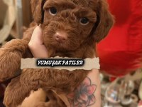 Scr Li Anne Babadan Kore Poodle