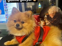 3 Yaşında Pomeranian
