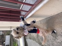 İnsan canlısı köpeğimiz mars